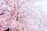 Cherry Blossom With Soft Focus, Sakura Season In Korea,backgroun Stock Photo