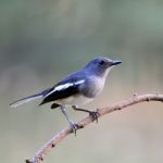 Female Oriental Magpie Robin Stock Photo