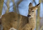 Beautiful Background With A Wild Deer In The Forest Stock Photo