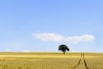 Lonely Tree Stock Photo