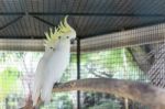 Greater Sulphur Crest Cockatoo Stock Photo