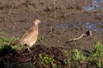 Female Pheasant At Weir Wood Reservoir Stock Photo