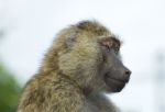 Joyful Baboon Stock Photo