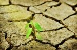 Fresh Green Tree Growing Through Dry Cracked Soil Stock Photo