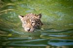 Orange Jaguar Swimming Stock Photo