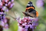 Red Admiral (vanessa Atalanta) Stock Photo