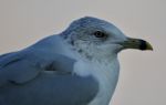 Beautiful Isolated Picture With A Cute Gull Stock Photo