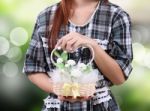 Woman And Flowers Stock Photo