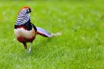 Golden Pheasant Or Chinese Pheasant Stock Photo