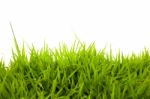 Green Grass Stock Photo