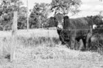 Country Cow  Stock Photo