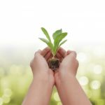 Holding Green Plant In Hand Stock Photo