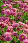 Magenta Chrysanthemum Morifolium Flowers Farms Stock Photo