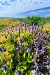 Beautiful Lavandula Stoechas Stock Photo