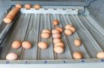 Sorting Eggs Stock Photo