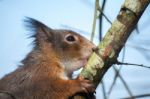 Eurasian Red Squirrel (sciurus Vulgaris) Stock Photo