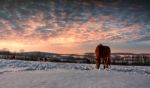  Winter Grazing Stock Photo