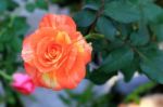 Orange And Yellow Rose Stock Photo