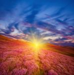 Colorful Hill Slope Covered By Violet Heather Flowers Stock Photo