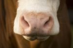 Australian Cow Stock Photo