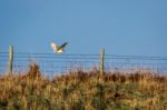 Barn Owl Hunting Stock Photo