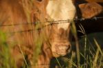 Australian Cow Stock Photo