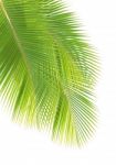 Coconut Leaf Isolated On White Background Stock Photo