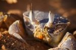 Red Sea Ghost Crab, Ocypode Saratan Stock Photo