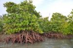 Mangrove Plants 2 Stock Photo