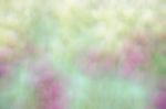 Blurred Pink Floral Field Background. Blurred Nature Background Stock Photo