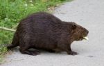 Isolated Image With A Canadian Beaver Stock Photo