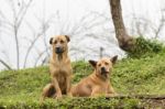 Two Brown Dogs Stock Photo