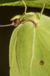 Gonepteryx Cleopatra  Butterfly Insect Stock Photo