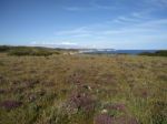 Coastal Vegetation Stock Photo