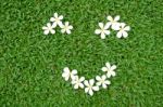 Plumeria On Grass Stock Photo