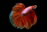 Siamese Fighting Fish Stock Photo