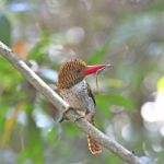 Female Banded Kingfisher Stock Photo