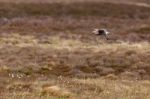 Eurasian Curlew (numenius Arquata) Stock Photo