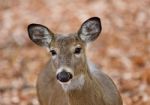 Beautiful Background With A Cute Wild Deer Eating Leaves In Forest Stock Photo