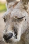 Kangaroo Outside During The Day Time Stock Photo