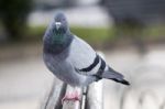 Curious  Pigeon On The Bench Stock Photo