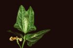 Close Up Of Bean Plant Leaves At Night Stock Photo