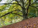 Prunus Pandora Tree In Autumn Stock Photo