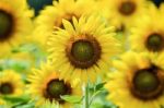 Sunflower Or Helianthus Annuus In The Farm Stock Photo