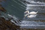 Swans Feeding In The River Coquet Stock Photo