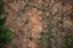 Spring Trees In The Park. April Fresh Leaf Stock Photo