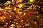 Golden Leaves Stock Photo