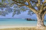 Big Tree On The Beach Stock Photo