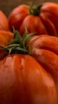 Freshly Picked Tomatoes, Place On Wooden Chopping Board And Table Stock Photo