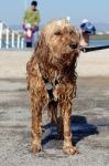 Wet Domestic Dog Stock Photo